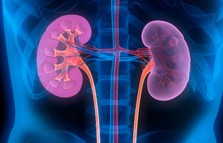 Blog 3D Biological Human Kidneys Blue Red