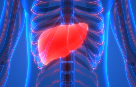 Blog 3D Biological Liver Ribs Blue Red