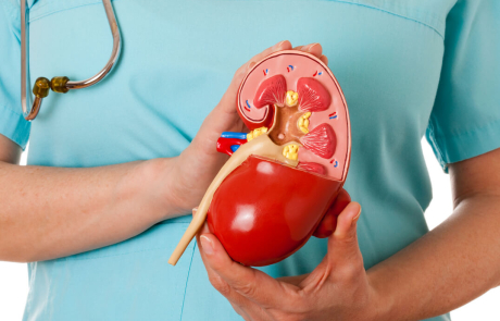 Blog Clinician Holding Kidney Model