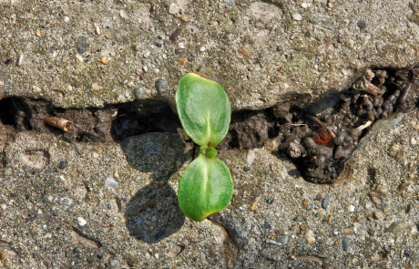 Blog Plant Through Concrete Road