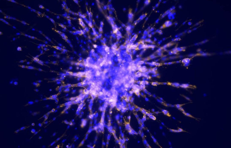 Blog Scientific Cells Culturing Outside Body
