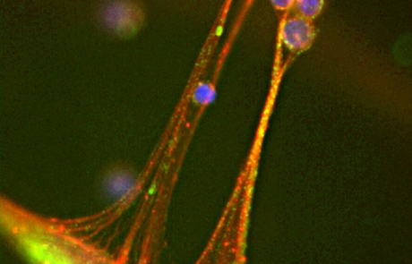 Blog Main Image - Scientific Cells T Tethered
