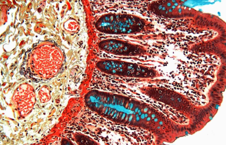 Blog Scientific Colon Human Cross Section