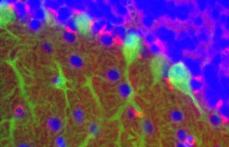 Blog Scientific Hevin Expression Brain