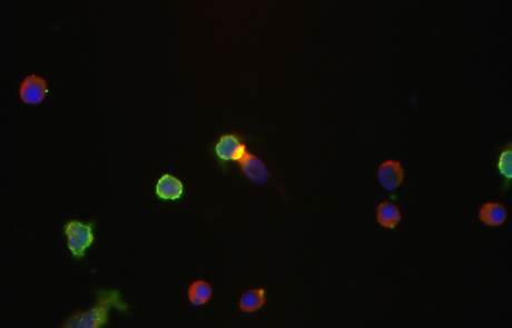 Blog Main Image - Scientific Mouse CDC1 Cells