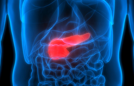 Blog 3D Biological Anatomy Pancreas