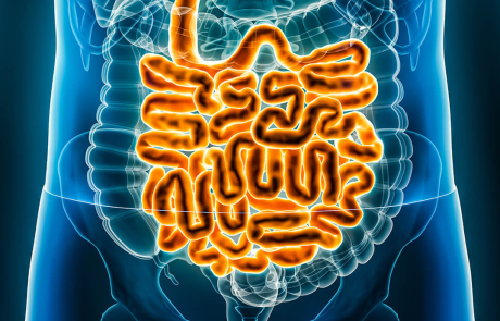 Blog 3D Biological Intestines Blue