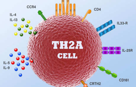 Blog 3D Biological Th2A Cell