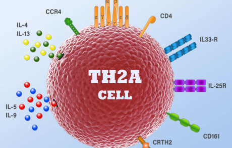 Blog Main 3D Biological TH2A Cell