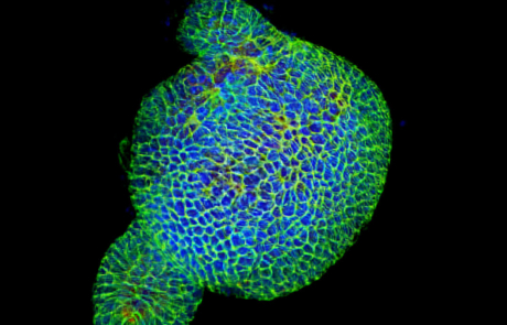 Blog Main Scientific Organoid Blue Green