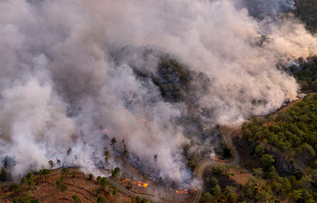Blog Forest Wildfire