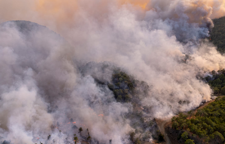 Blog Forest Wildfire