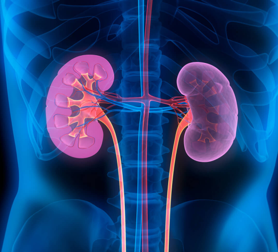 Blog Main Image - 3D Biological Human Kidneys Blue Red