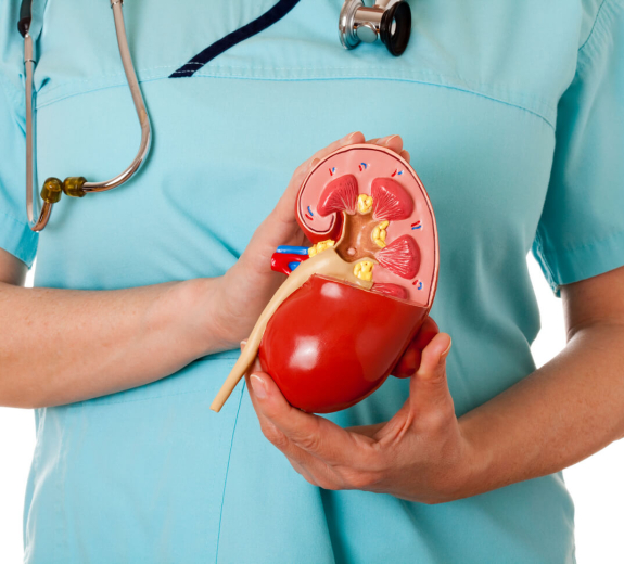 Blog Main Image - Clinician Holding Kidney Model