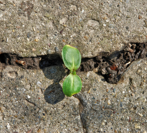 Blog Main Image - Plant Through Concrete Road