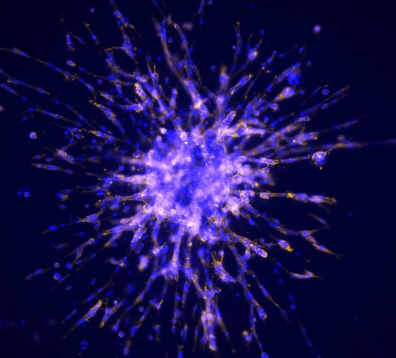Blog Scientific Cells Culturing Outside Body