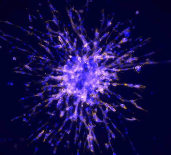 Blog Main Image - Scientific Cells Culturing Outside Body