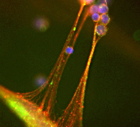 Blog Scientific Cells T Tethered