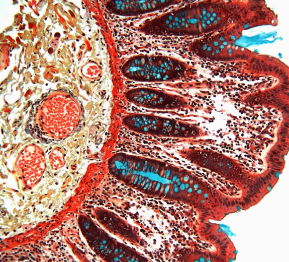 Blog Scientific Colon Human Cross Section