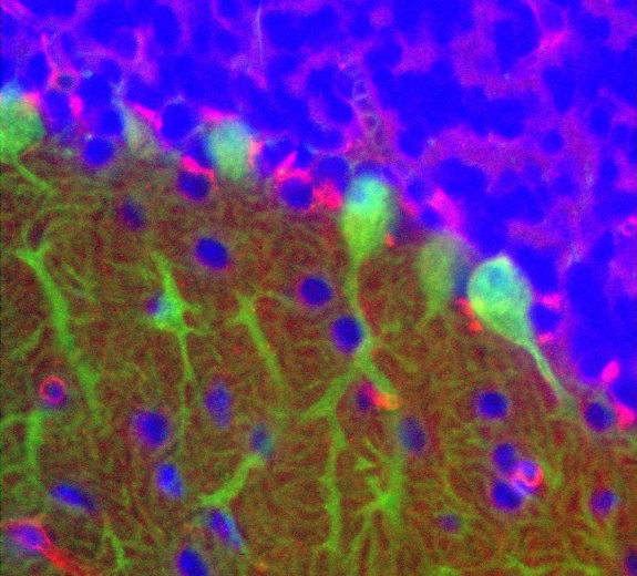Blog Scientific Hevin Expression Brain