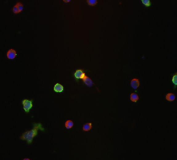 Blog Scientific Mouse CDC1 Cells