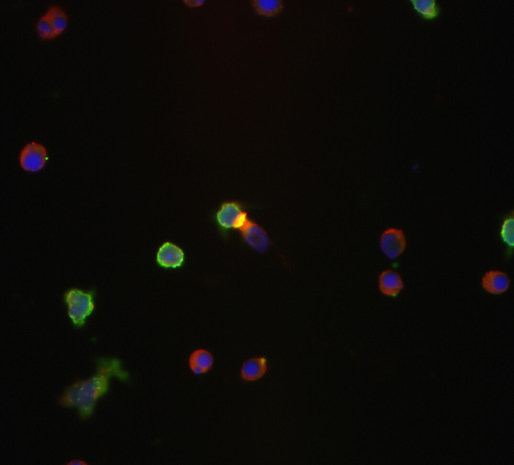 Blog Main Image - Scientific Mouse CDC1 Cells