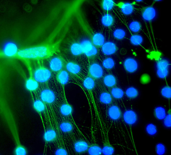 Center Main Image - Fundamental Immunology