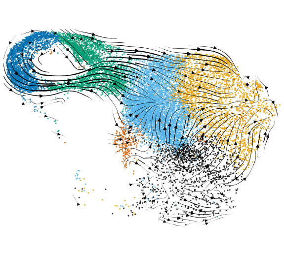 Feature - BRI Data Scvelo