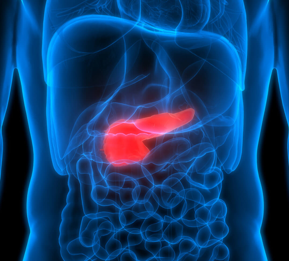 Blog 3D Biological Anatomy Pancreas