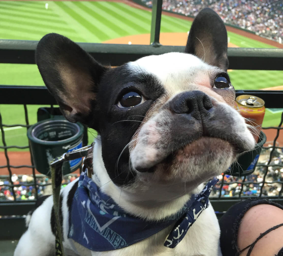 Featured - Jagger at a Ballgame (Editorial)