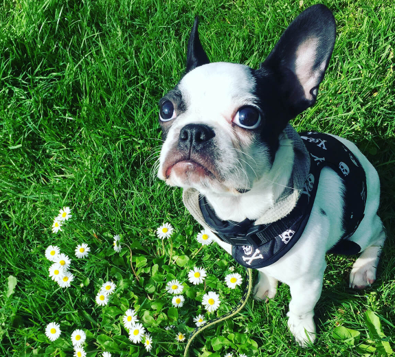 Featured - Jagger on the Grass (Editorial)