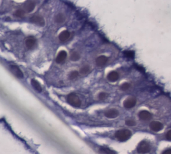 Blog Main Image - Scientific Lung in Dish