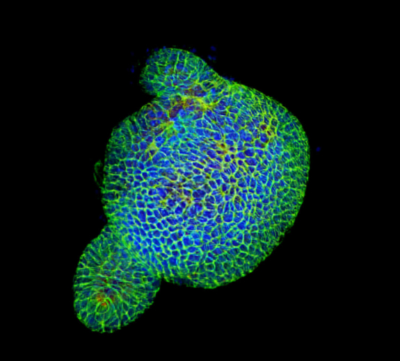 Blog Main Scientific Organoid Blue Green