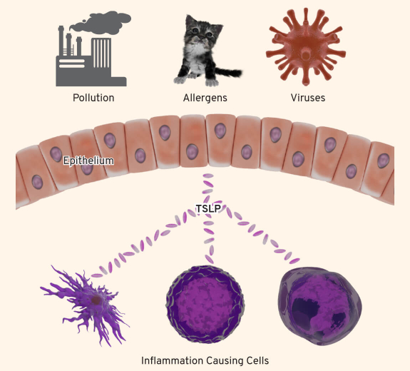 Featured 2D Abstract TSLP Diagram