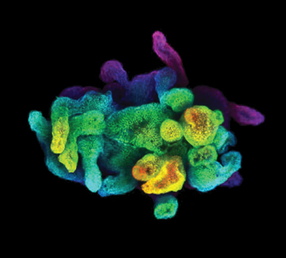 Featured 3D Biological Organoid