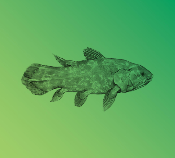 News Coelacanth