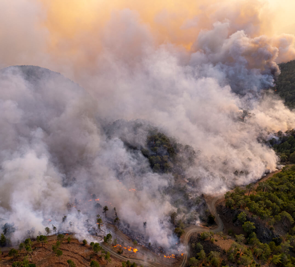 Blog Forest Wildfire