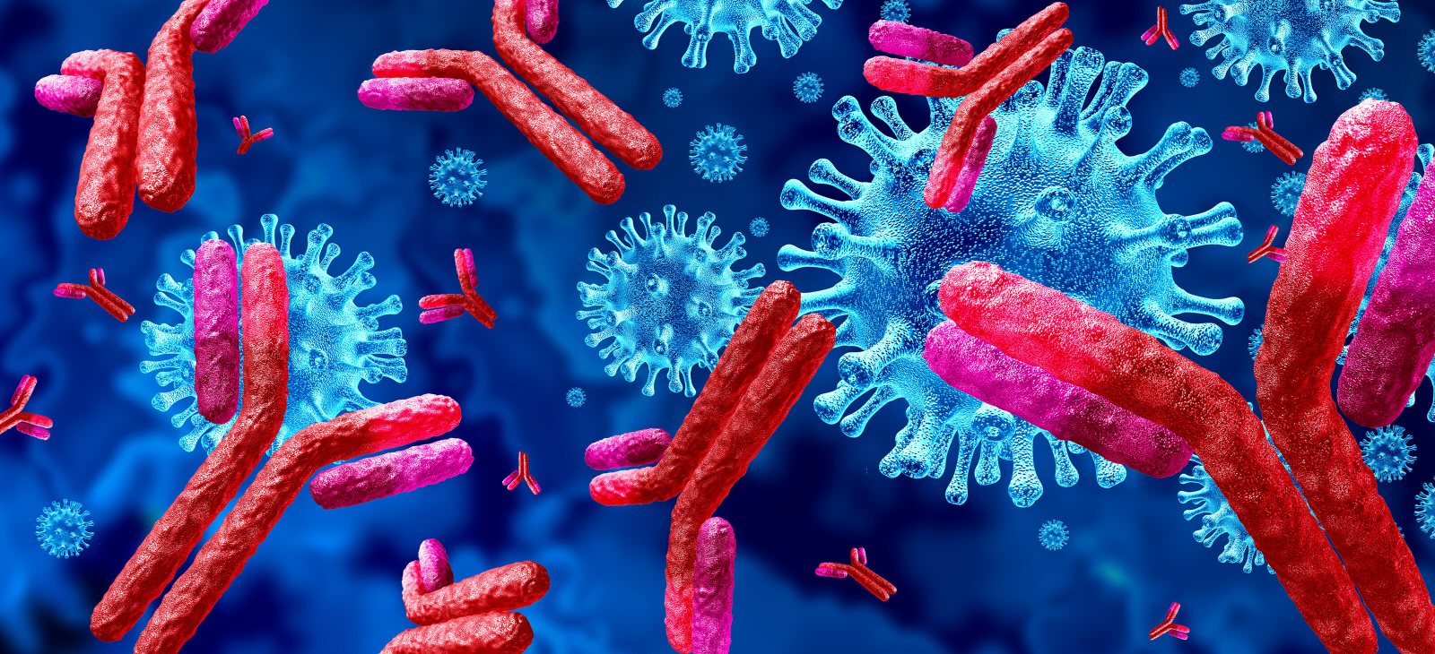 Full-Width 3D Biological Antibody Immunoglobulin