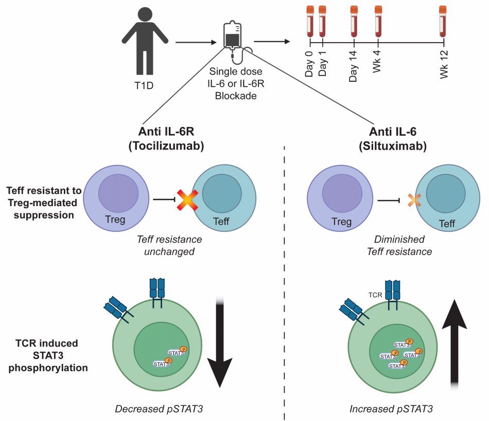 Buckner Research Project Inline - Altered T Cell Function in Human AID