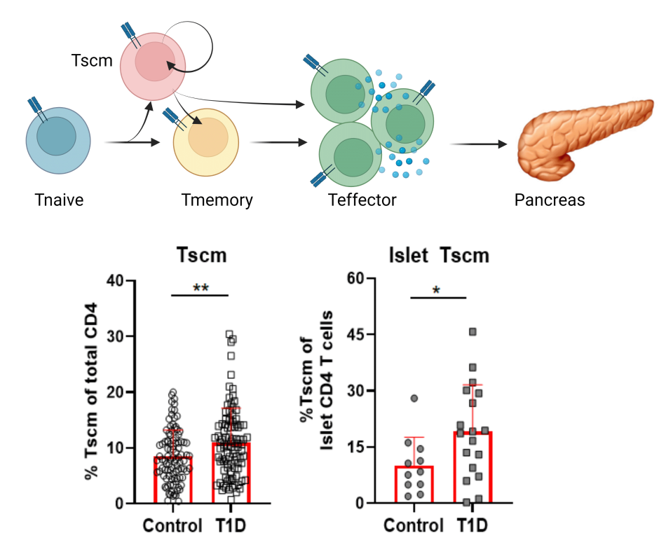 Cerosaletti Research Project Inline - Stem-like memory CD4 T cells in type 1 diabetes