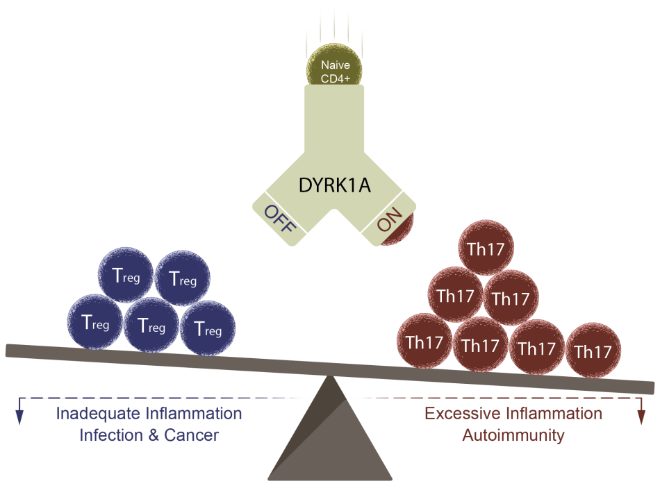 Khor Research Project Inline - Understanding DYRK1A