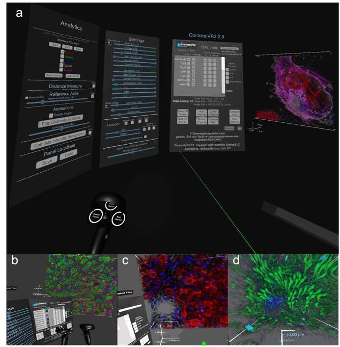 Stefani Research Project Inline - Confocal VR