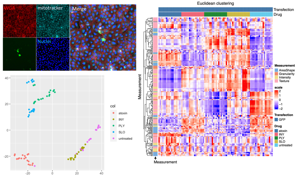 Stefani Research Project Inline - Cell Painting