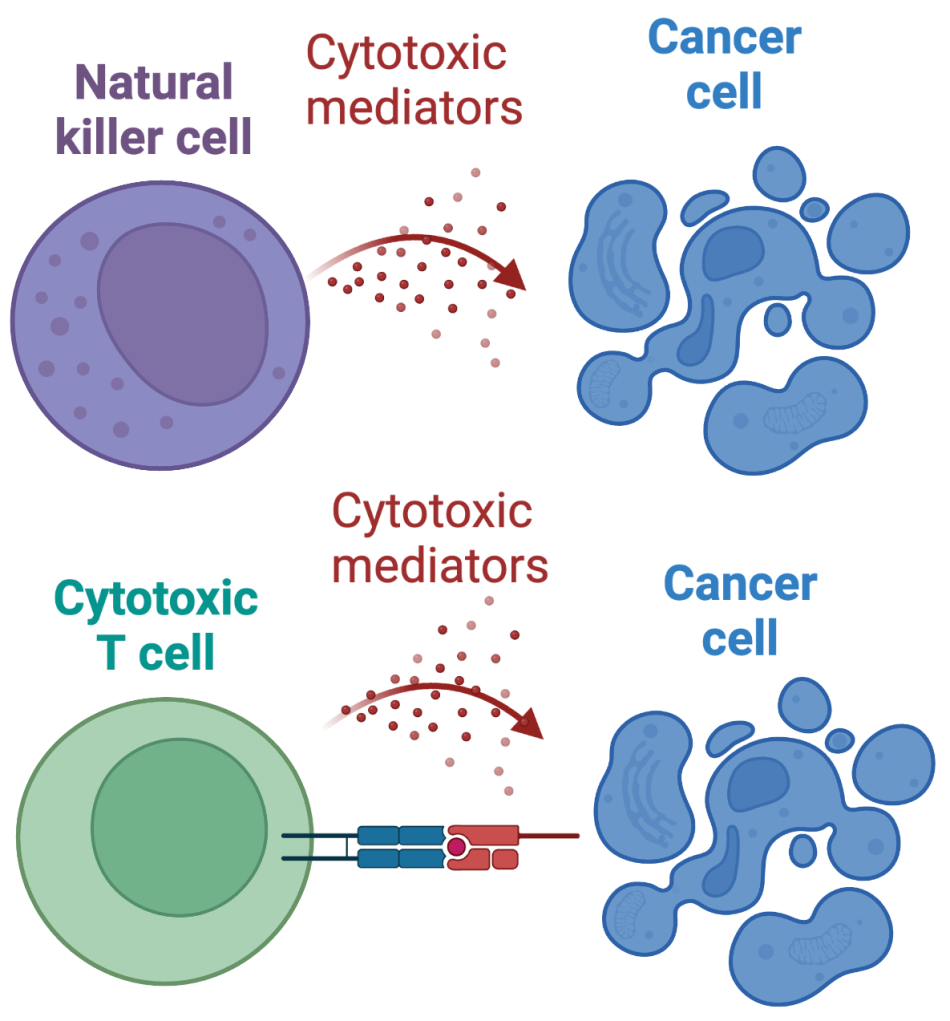 Stefani Research Project Inline - Immunotherapy and Tumor Cell Resistance