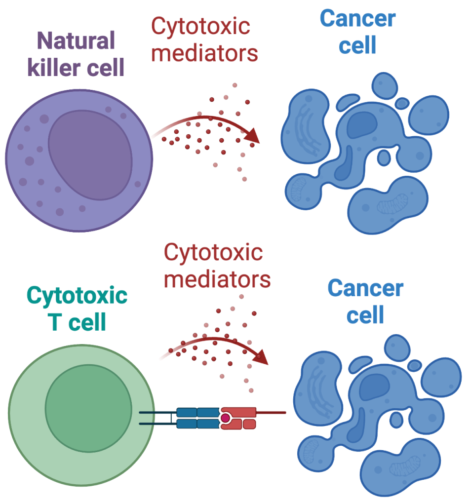 Stefani Research Project Inline - Immunotherapy and Tumor Cell Resistance 