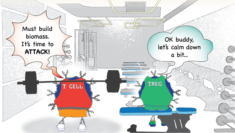 How TRegs Regulate T Cells