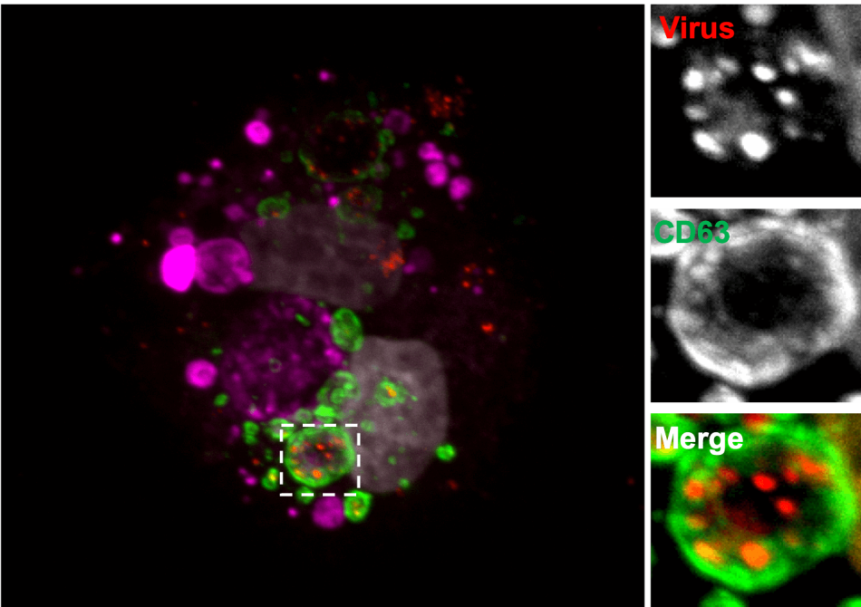 Lacy-Hulbert Research Project Inline - Forward Genetics Histology