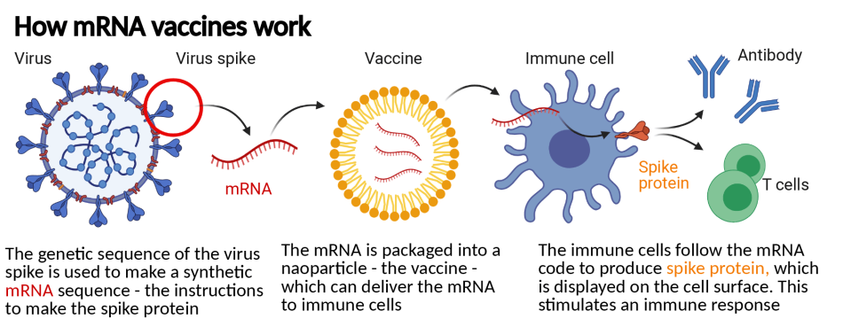 Blog Inline - mRNA Vaccines Infographic
