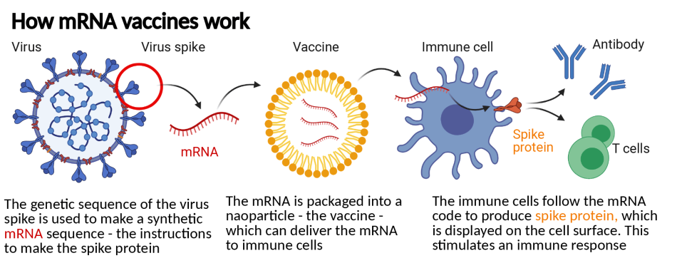 Graphic - mRNA Vaccines Infographic