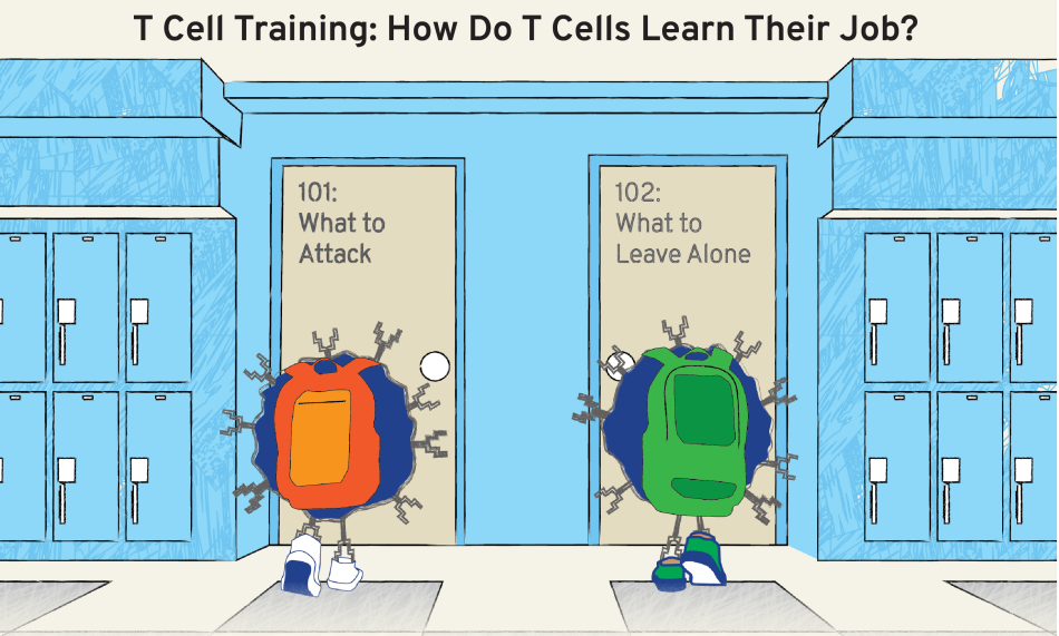 Graphic 2D T Cell Training